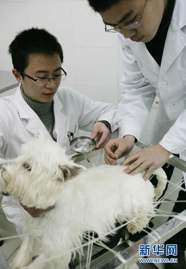 Иглоукалывание китайской медицины распространяется по миру